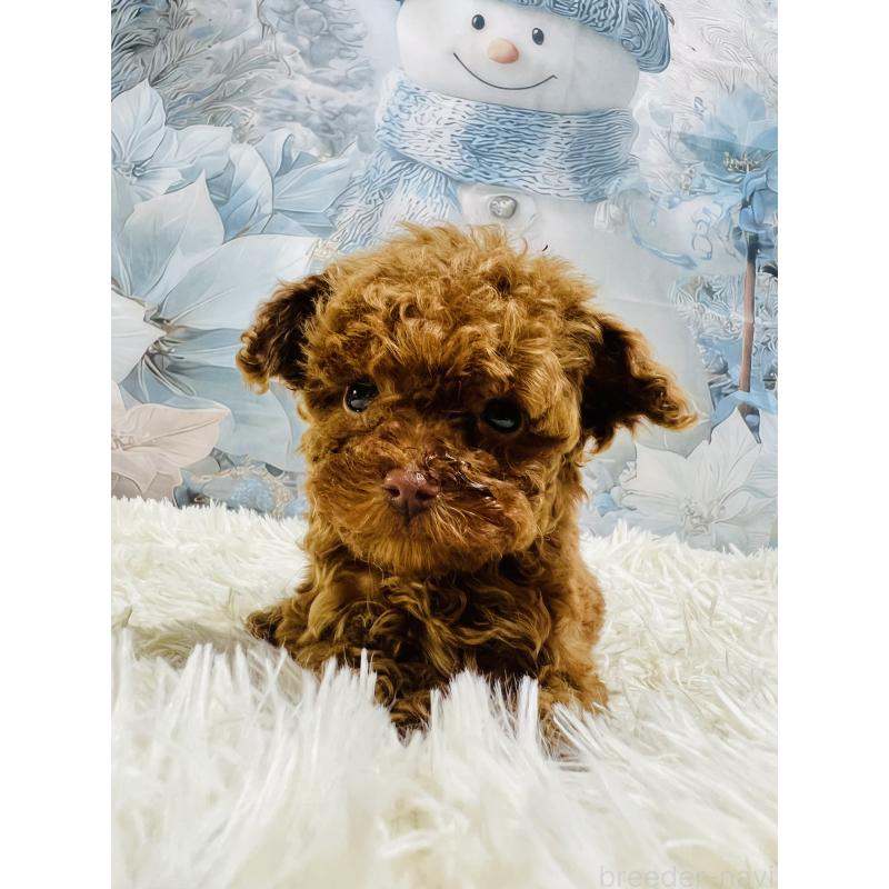 販売中の茨城県のティーカッププードル-440573の3枚目