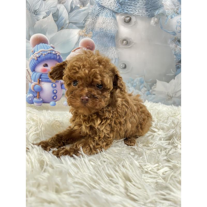 販売中の茨城県のティーカッププードル-440573の2枚目