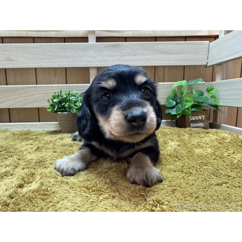 販売中の奈良県のミニチュアダックスフンド(ロングヘアード)-440566の7枚目