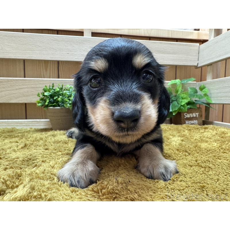 販売中の奈良県のミニチュアダックスフンド(ロングヘアード)-440566の6枚目