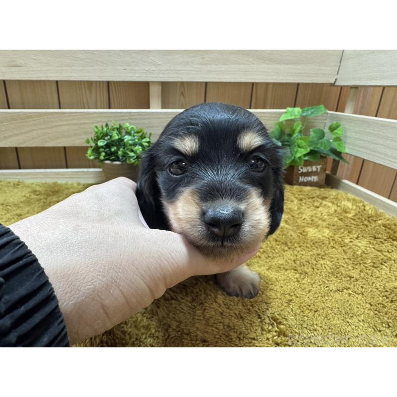 販売中の奈良県のミニチュアダックスフンド(ロングヘアード)-440566の5枚目