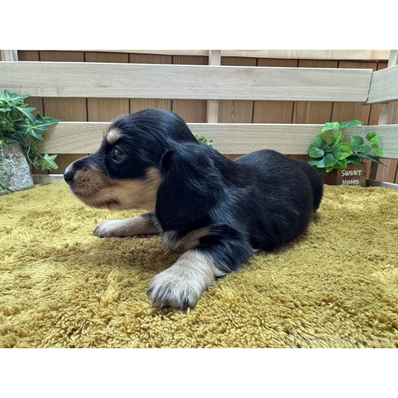 販売中の奈良県のミニチュアダックスフンド(ロングヘアード)-440566の4枚目