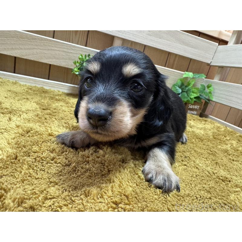 販売中の奈良県のミニチュアダックスフンド(ロングヘアード)-440566の3枚目