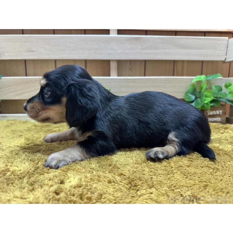販売中の奈良県のミニチュアダックスフンド(ロングヘアード)-440566の2枚目