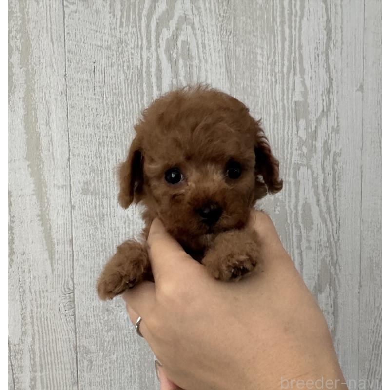 販売中の三重県のティーカッププードル-433296