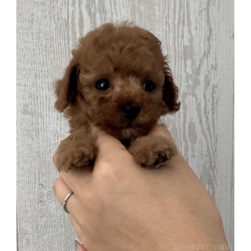 販売中の三重県のティーカッププードル-433296の6枚目