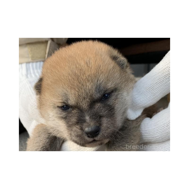 販売中の長崎県の柴犬-440567の1枚目