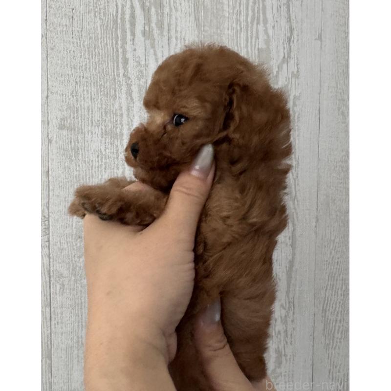 販売中の三重県のティーカッププードル-433296の5枚目