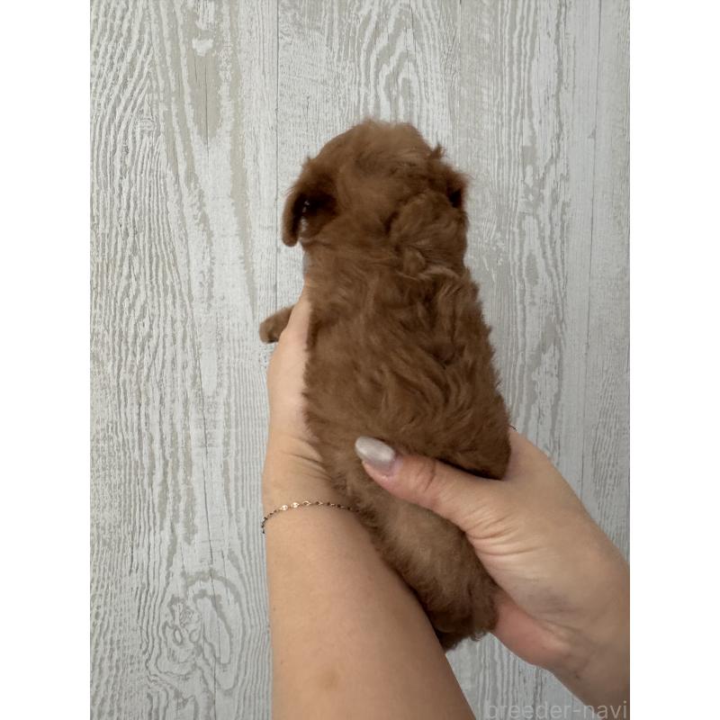 販売中の三重県のティーカッププードル-433296の4枚目