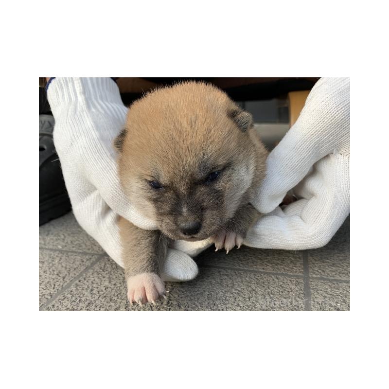 販売中の長崎県の柴犬-440567の2枚目