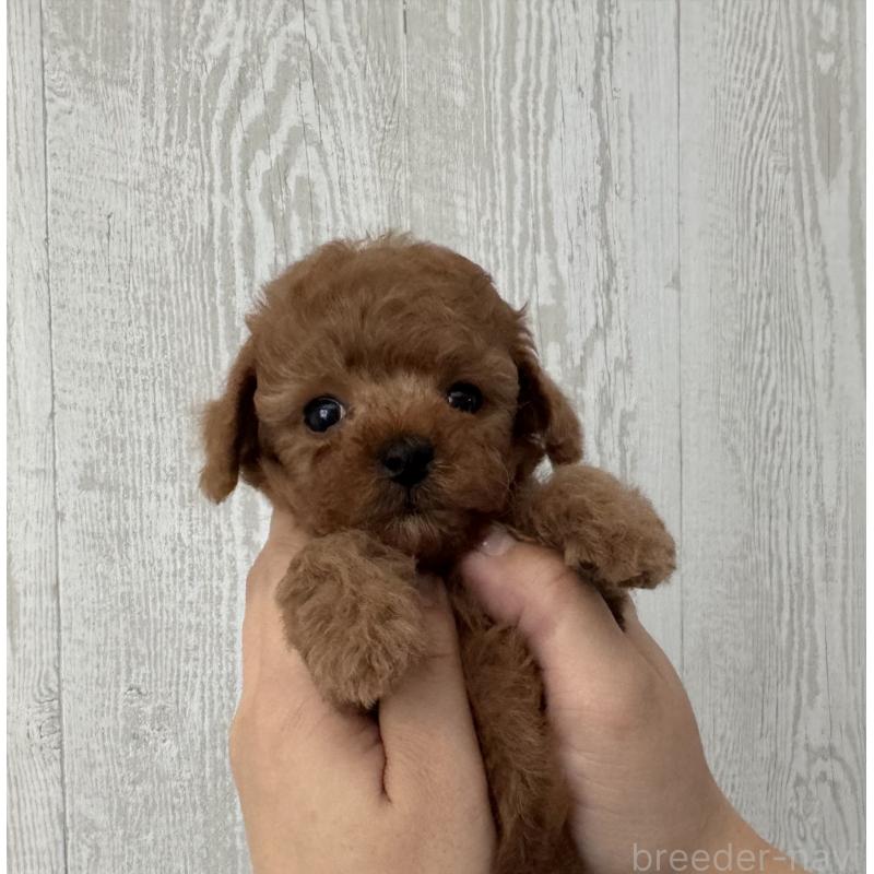 販売中の三重県のティーカッププードル-433296の3枚目