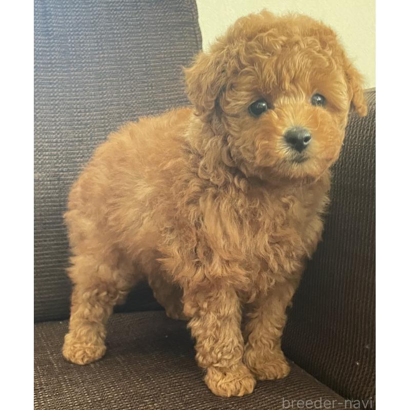 商談中の長崎県のトイプードル-437678の2枚目