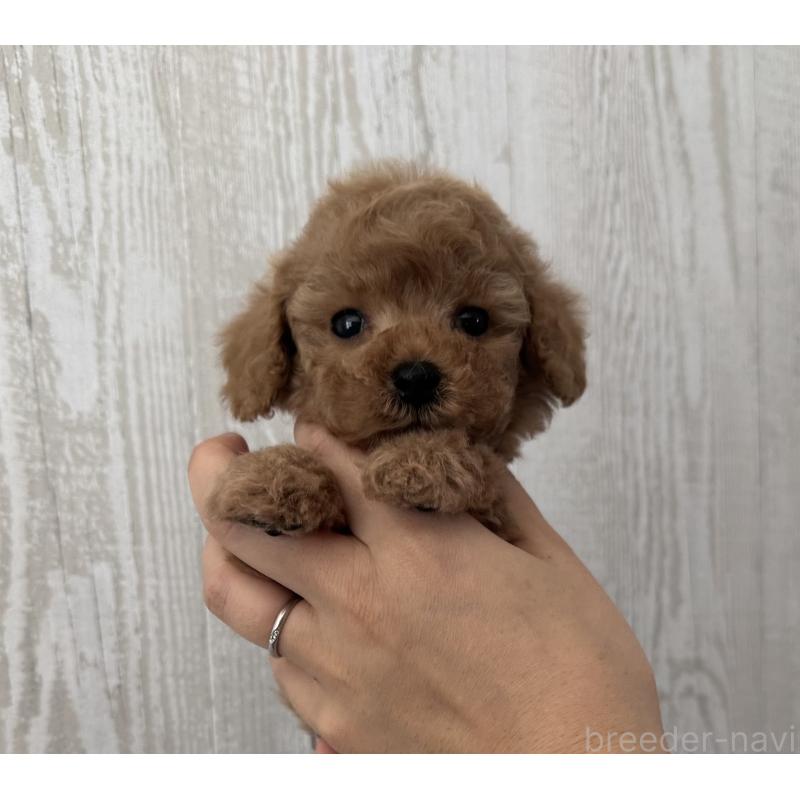 販売中の三重県のタイニープードル-440568の5枚目