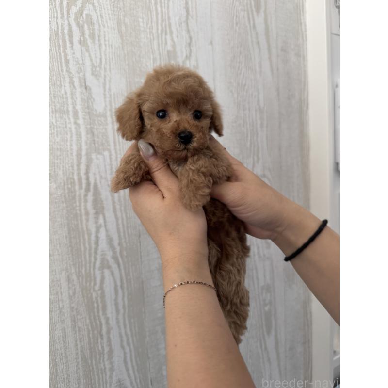 販売中の三重県のタイニープードル-440568の4枚目