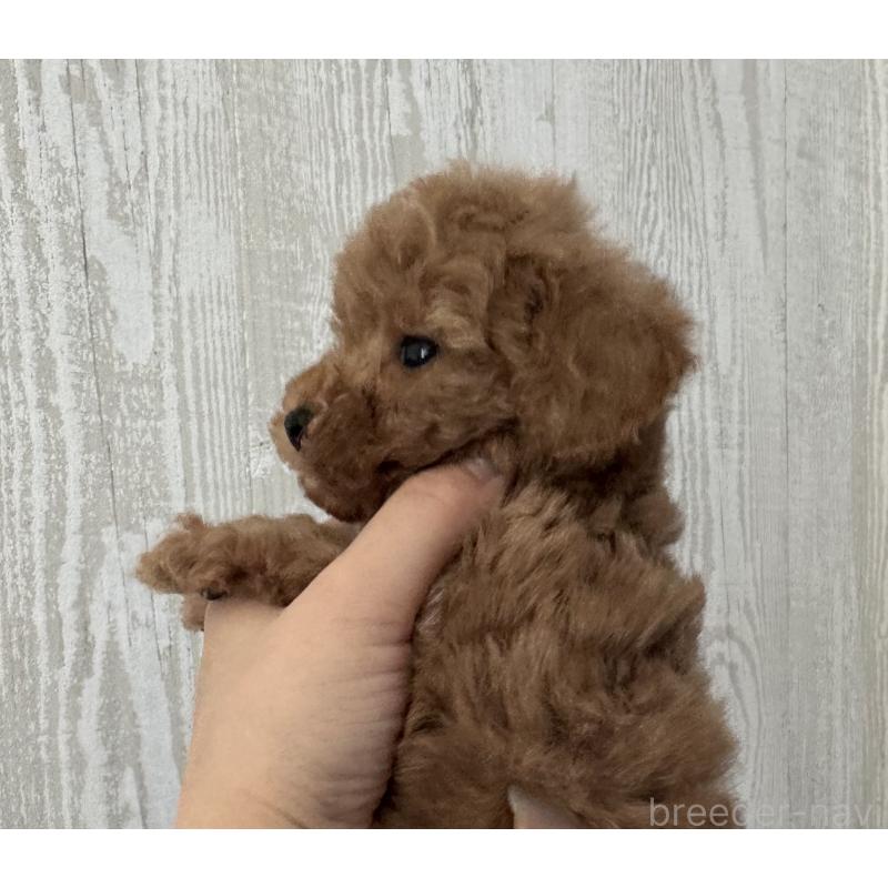 販売中の三重県のタイニープードル-440568の3枚目