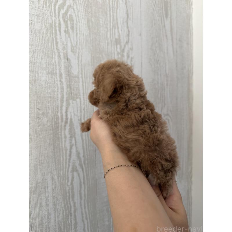 販売中の三重県のタイニープードル-440568の2枚目
