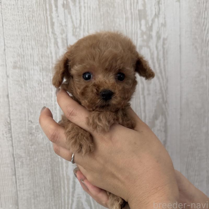 販売中の三重県のティーカッププードル-440569の1枚目