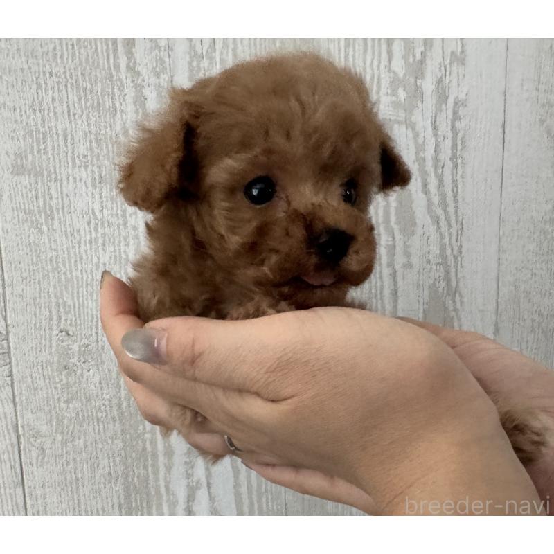 販売中の三重県のティーカッププードル-440569の6枚目