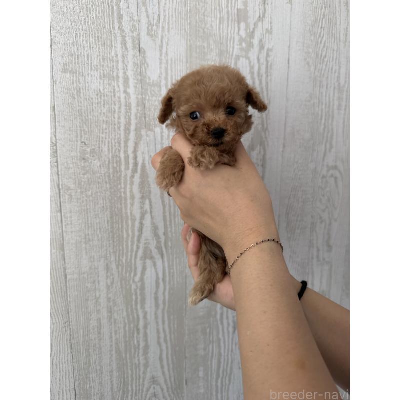 販売中の三重県のティーカッププードル-440569の5枚目