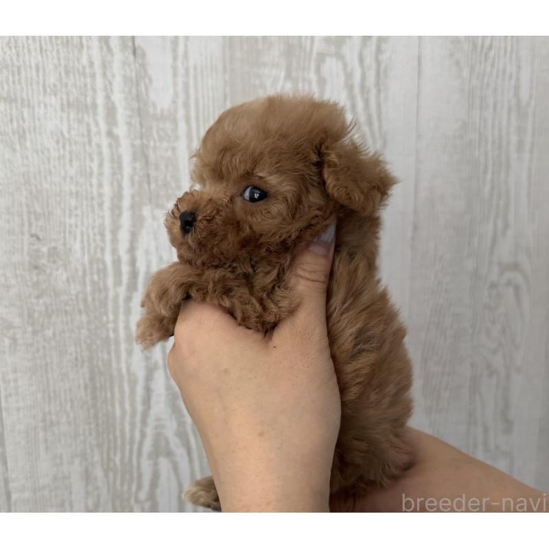 販売中の三重県のティーカッププードル-440569の3枚目