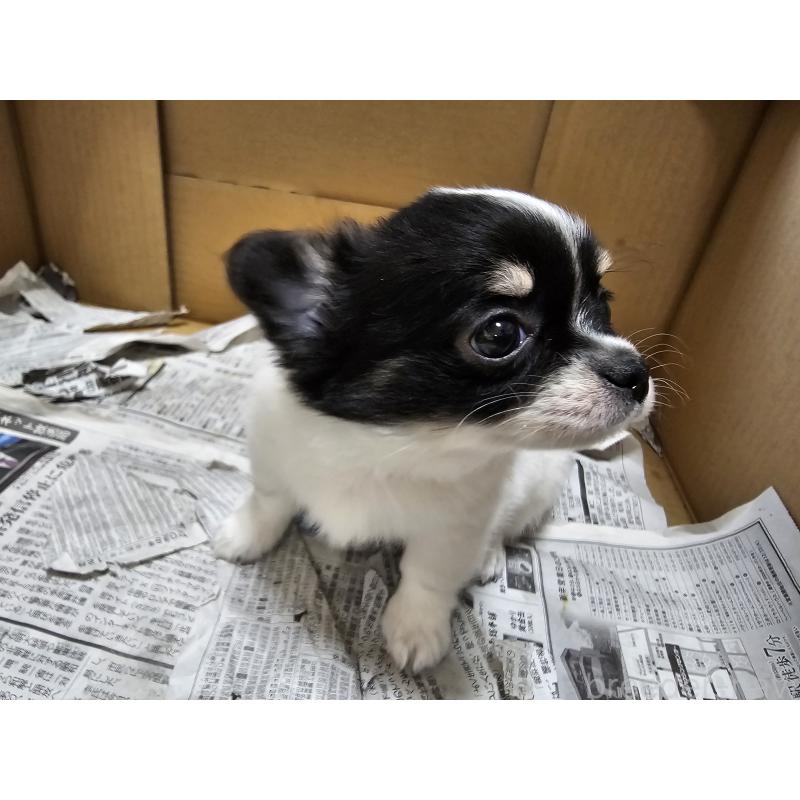 販売中の愛知県のチワワ(ロングコート)-440570の12枚目