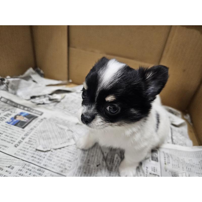 販売中の愛知県のチワワ(ロングコート)-440570の10枚目