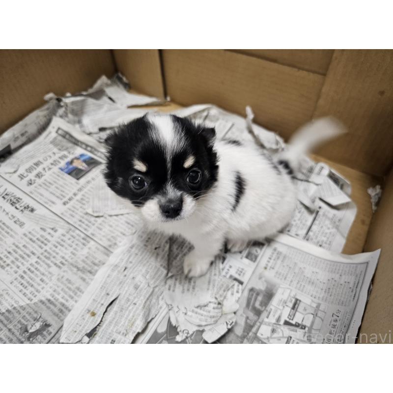 販売中の愛知県のチワワ(ロングコート)-440570の8枚目