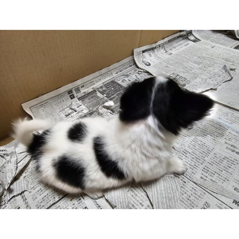 販売中の愛知県のチワワ(ロングコート)-440570の6枚目