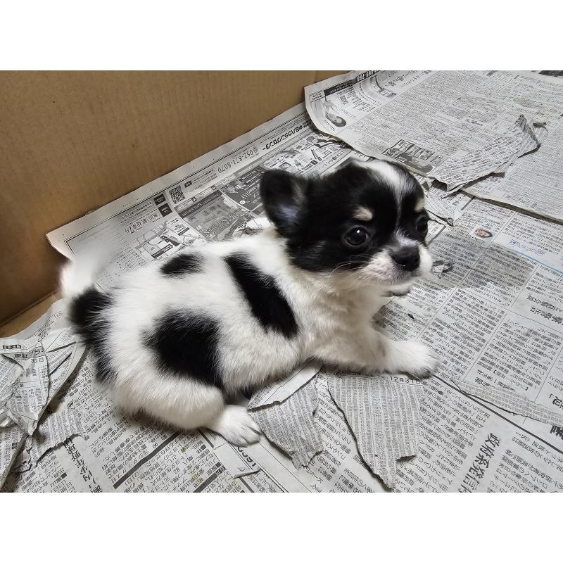 販売中の愛知県のチワワ(ロングコート)-440570の5枚目