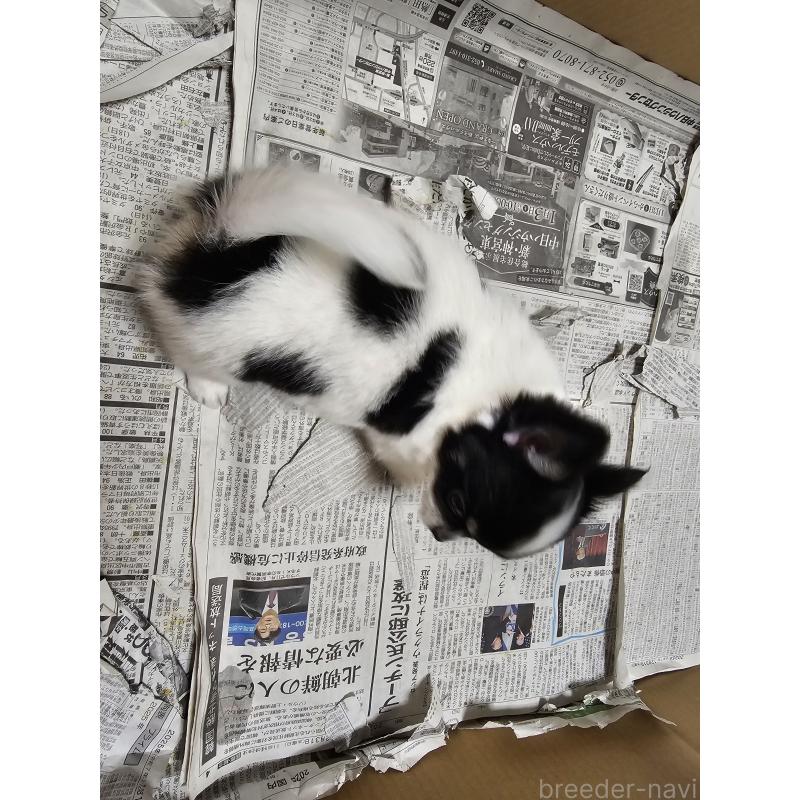 販売中の愛知県のチワワ(ロングコート)-440570の3枚目