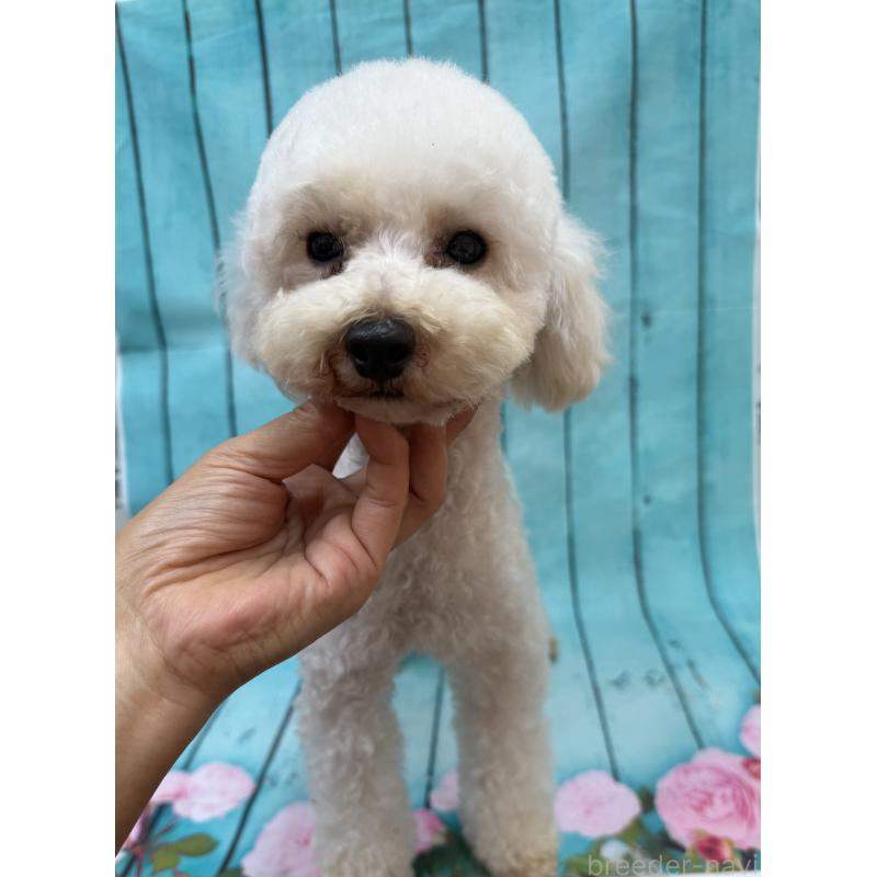 販売中の大阪府のタイニープードル-440427