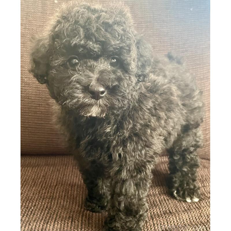 販売中の長崎県のトイプードル-437681の3枚目