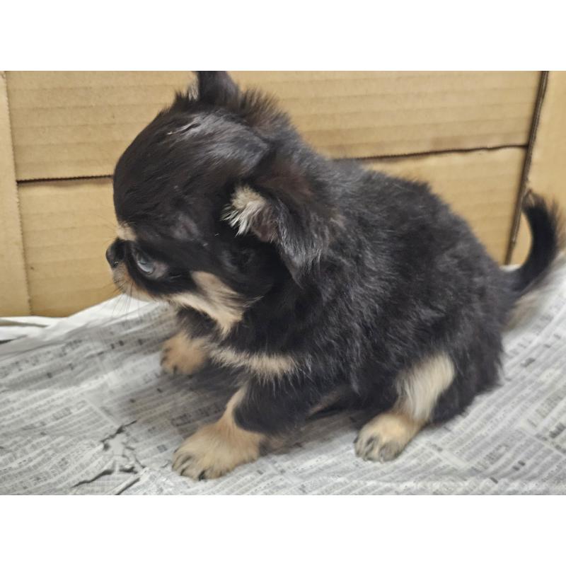 販売中の愛知県のチワワ(ロングコート)-440571の6枚目