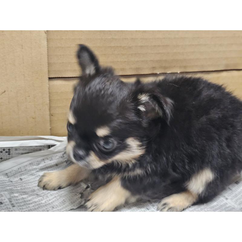 販売中の愛知県のチワワ(ロングコート)-440571の5枚目