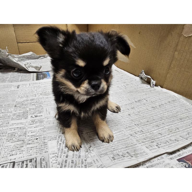 販売中の愛知県のチワワ(ロングコート)-440571の4枚目