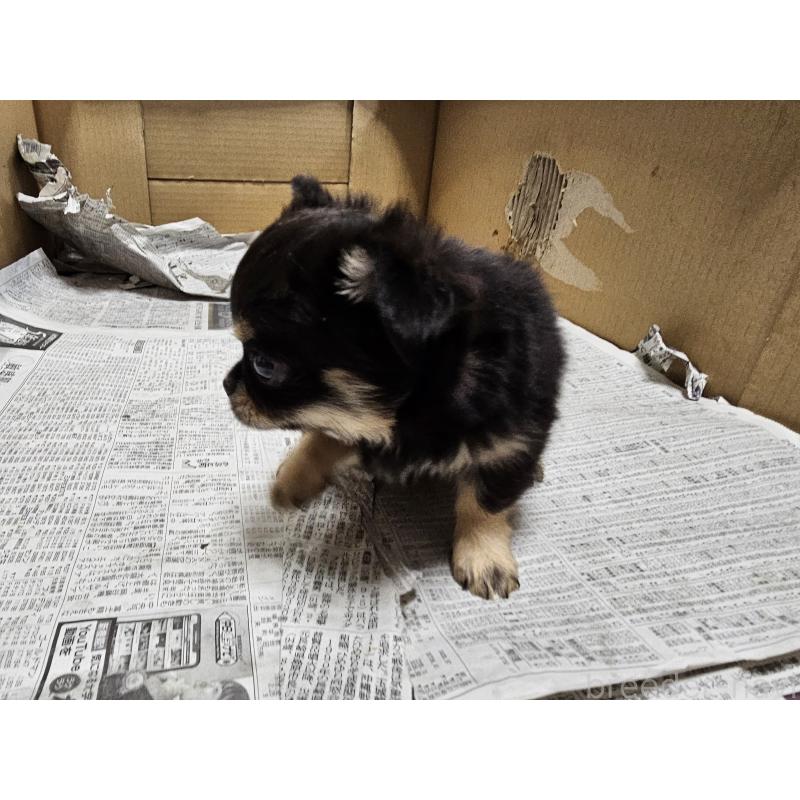 販売中の愛知県のチワワ(ロングコート)-440571の3枚目