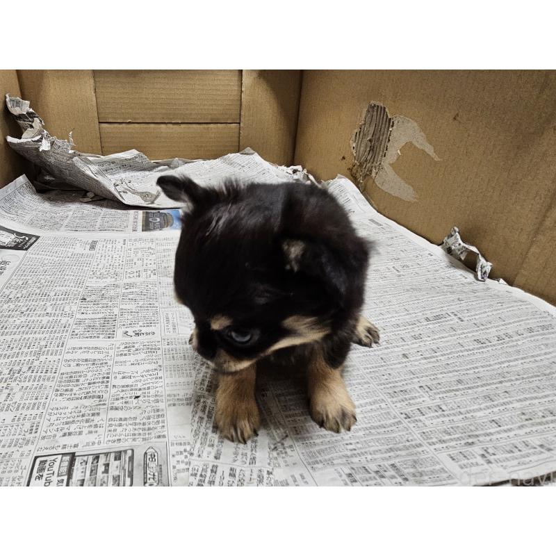 販売中の愛知県のチワワ(ロングコート)-440571の2枚目