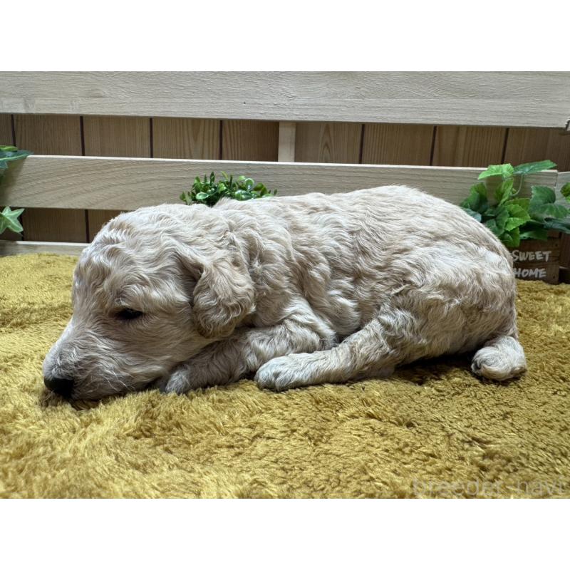 販売中の奈良県のスタンダードプードル-440574の4枚目