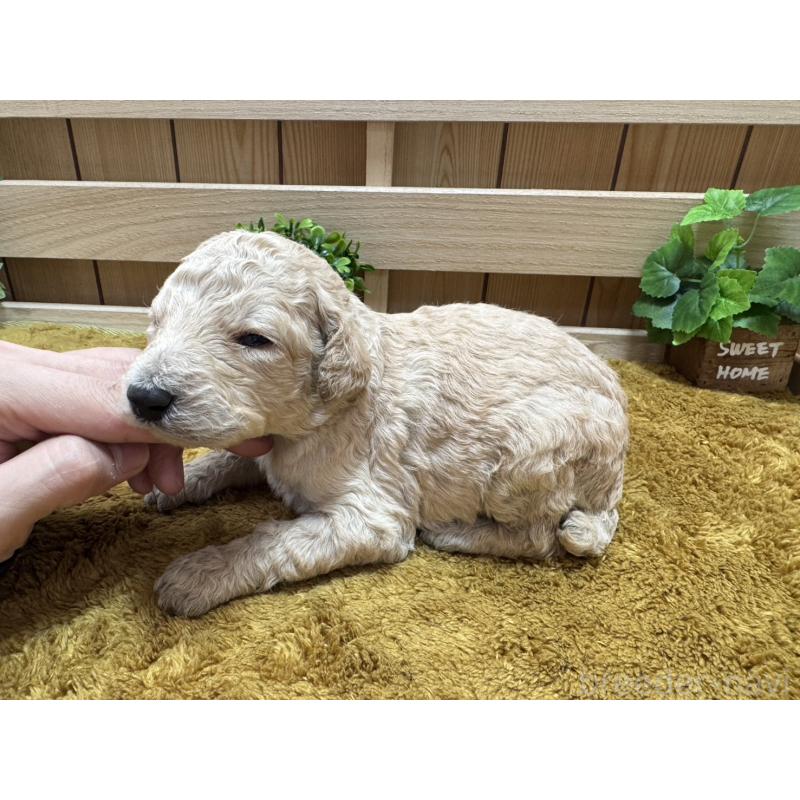 販売中の奈良県のスタンダードプードル-440574の3枚目