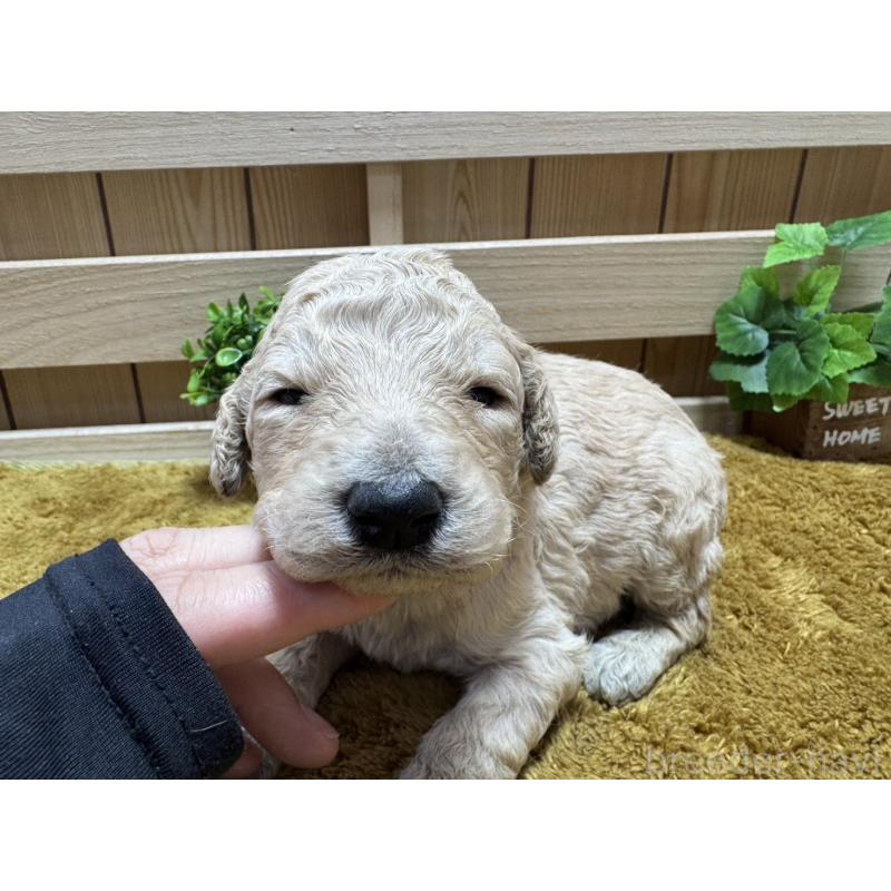 販売中の奈良県のスタンダードプードル-440574の2枚目