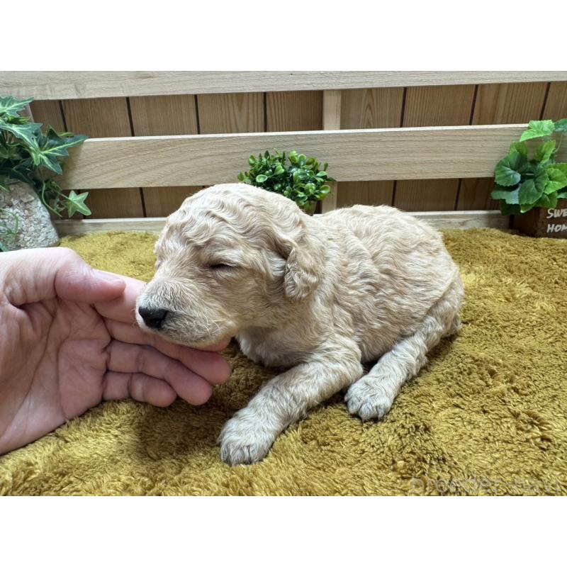 販売中の奈良県のスタンダードプードル-440575の3枚目