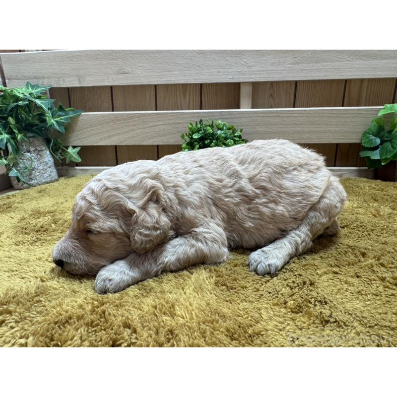 販売中の奈良県のスタンダードプードル-440575の2枚目