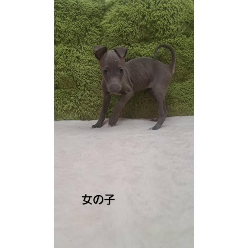 販売中の愛知県のイタリアングレーハウンド(イタグレ)-440576の1枚目