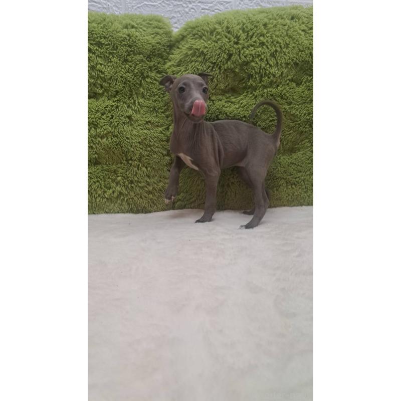 販売中の愛知県のイタリアングレーハウンド(イタグレ)-440576の2枚目