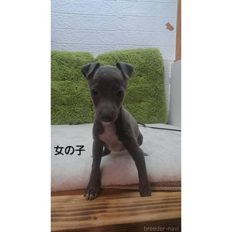 販売中の愛知県のイタリアングレーハウンド(イタグレ)-440577