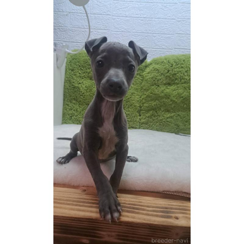販売中の愛知県のイタリアングレーハウンド(イタグレ)-440577の2枚目