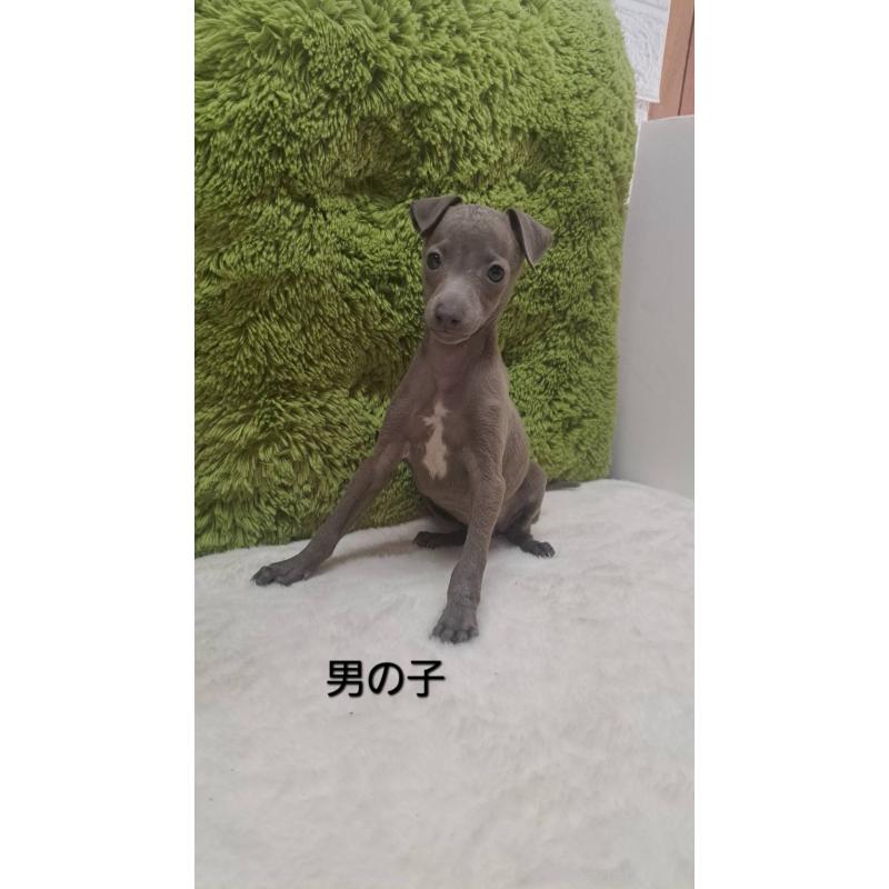 販売中の愛知県のイタリアングレーハウンド(イタグレ)-440579