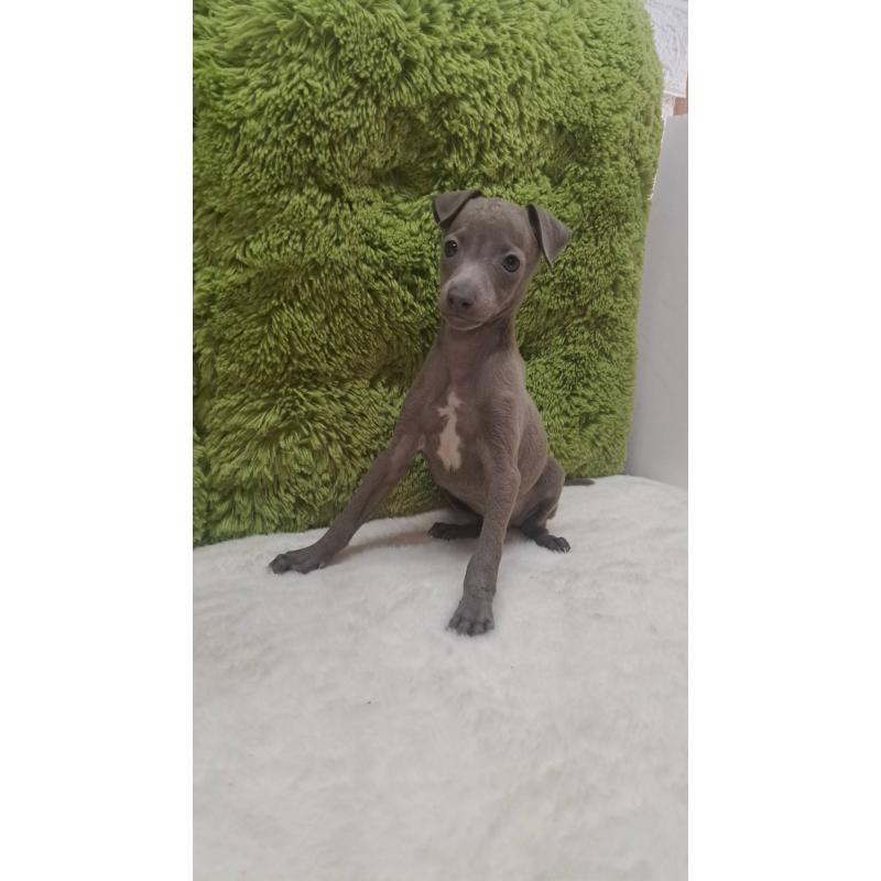 販売中の愛知県のイタリアングレーハウンド(イタグレ)-440579の2枚目