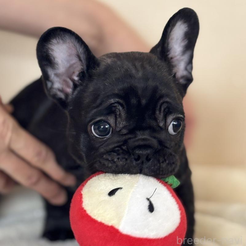 販売中の山口県のフレンチブルドッグ-440580の6枚目