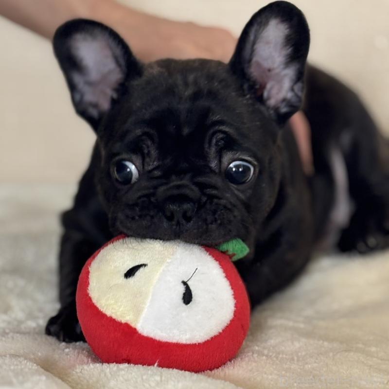 販売中の山口県のフレンチブルドッグ-440580の5枚目